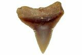 Serrated Fossil Bull Shark Tooth (Carcharhinus) - Angola #259449-1